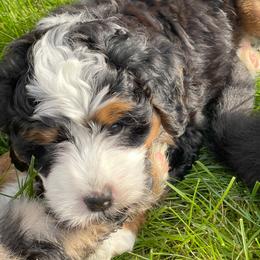 Bernedoodle Puppies from Myt fine doodles