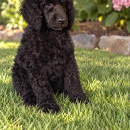 Poodle Puppies from Grace Haven Poodles