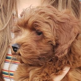 Goldendoodles from Forever Snuggly Goldendoodles