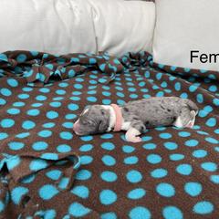 Double Doodle Puppies from Kirkham Doods