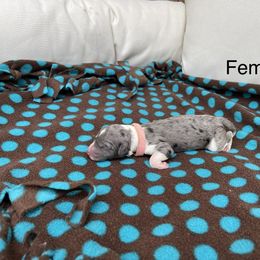 Double Doodle Puppies from Kirkham Doods