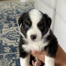Miniature Australian Shepherd Puppies from Rolling Waves Mini Aussie
