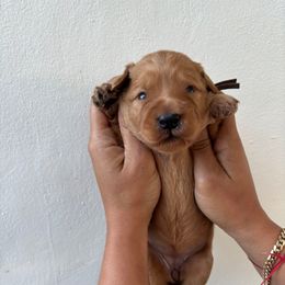 Brown - Apricot female Goldendoodle puppy in Miami, Florida from Happy Doods