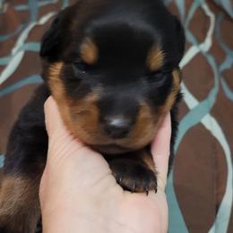 Girl 1 - Black and mahogany female Rottweiler puppy in Blanchard, Oklahoma from Mystique Kennel