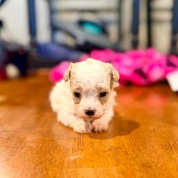 Olaf - Parti male Maltipoo puppy in Bells, Texas from Partridge Doodles and Poodles