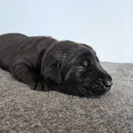 Red - Black Labrador Retriever puppy in Meadville, Pennsylvania from Condition 1 Retrievers