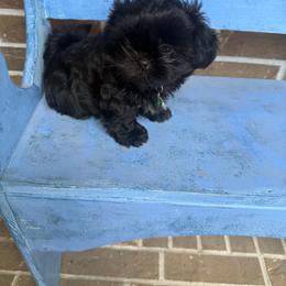 Archie - Black male Shih Tzu puppy in Willis, Texas from Jaden Shih Tzu’s