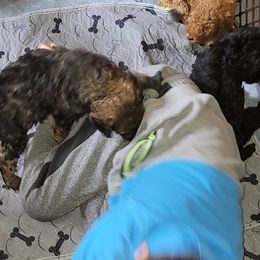 Poodle Puppies from Caboodles of Poodles