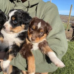 Miniature Australian Shepherd Puppies from Strawberry Mountain Mini Aussies