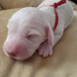 Puppy 3 Red Collar Male Longhair - Cream male Dachshund puppy in Gordon, Georgia from Long Dogs Yellow Farm