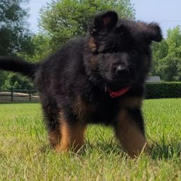 Loki vom Zuflucht - Red Collar - Black and red male German Shepherd puppy in Charlotte, North Carolina from Zuflucht K9s
