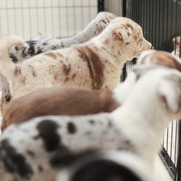Border Collies and Working Dog Crosses from Tendercross