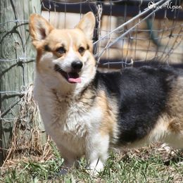 Moxie - Pembroke Welsh Corgi
