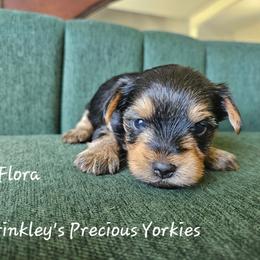 Flora - Black and tan female Yorkshire Terrier puppy in West Plains, Missouri from Brinkley Yorkies