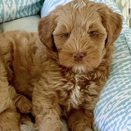 Australian Labradoodle Puppies from Integrity Labradoodles