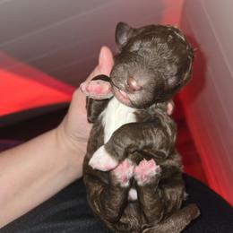 Boy 3 - Brown male Bernedoodle puppy in Mckenzie, Tennessee from Small Town Doodles & Poodles