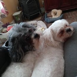 Shichons from Megen D Conroy