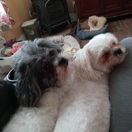 Shichons from Megen D Conroy