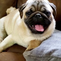 Pudge - Pug