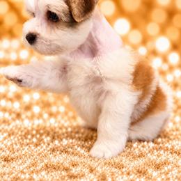 Tinker - Parti female Miniature Schnauzer puppy in Silsbee, Texas from Kisses cuddles and snuggles