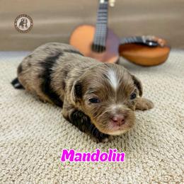 Mandolin - Merle female Bernedoodle puppy in Banner Elk, North Carolina from Walnut Tree Bernedoodles