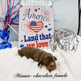 Minnie - Chocolate and tan female Dachshund puppy in Prairieville, Louisiana from Southern Barron Danes & Dachshunds