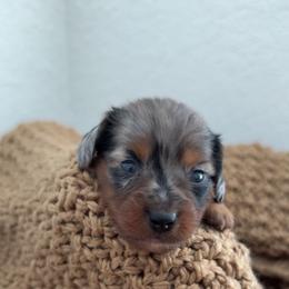 Leo - Dapple male Dachshund puppy in North Fort Myers, Florida from Trust Fund Devil Kennel
