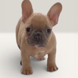 Everest - Blue fawn male French Bulldog puppy in Connersville, Indiana from MoonShine Babies
