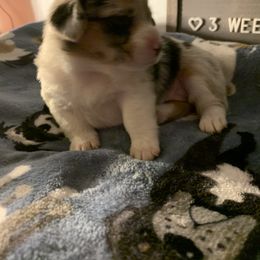 American Corgi Puppies from Mac-Kuz Kennels