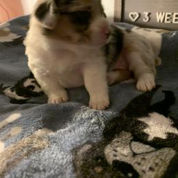 American Corgi Puppies from Mac-Kuz Kennels