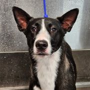 Cami - Black white and tan Xoloitzcuintli puppy in Georgia from Tailwynd Kennels