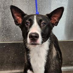 Cami - Black white and tan Xoloitzcuintli puppy in Georgia from Tailwynd Kennels