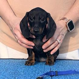 Curly - Black and tan male Dachshund puppy in Toledo, Ohio from Baldox Dachshunds