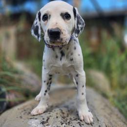 Purple collar female - White and black female Dalmatian puppy in Valley, Washington from Loving spots Dalmatians