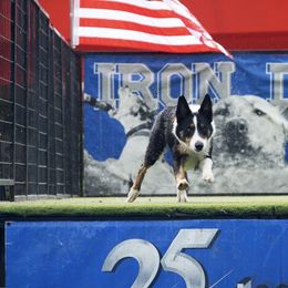Hazard - Border Collie