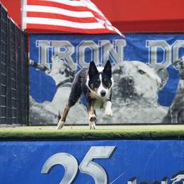 Hazard - Border Collie