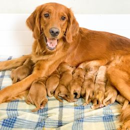 Golden Retriever Puppies from Salty Goldens