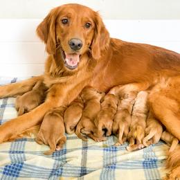 Golden Retriever Puppies from Salty Goldens