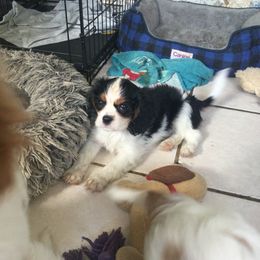 Gordon - Cavalier King Charles Spaniel puppy from Country Candy Cavaliers