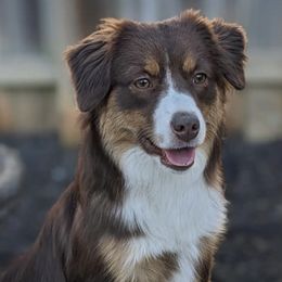 Miniature American Shepherds from Wanderlust Mini American Shepherds