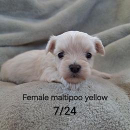 Daisy - White female Maltipoo puppy in Greenville, North Carolina from ENC Goldendoodles And Maltipoos