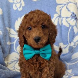 Kai - Red  male Goldendoodle puppy in Ormond Beach, Florida from Florida Coast Doodles