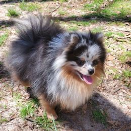 Bullet - Pomeranian