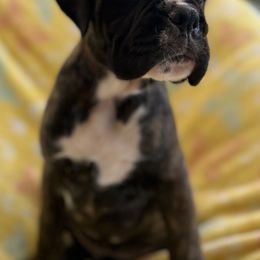 Boxer Puppies from Von Royal Dell’Infinite