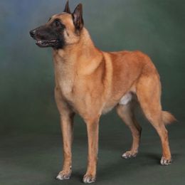 Belgian Malinois and Poodles from Bellmont Belgian Malinois