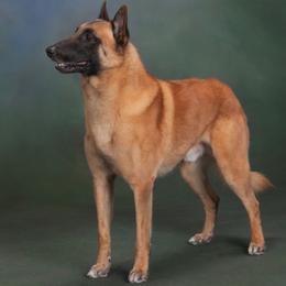 Belgian Malinois and Poodles from Bellmont Belgian Malinois