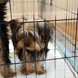 Boy 5 - Black and tan male Yorkshire Terrier puppy in Livermore, California from Ruben & Tatiana’s Yorkshire Terriers
