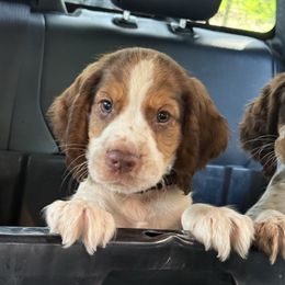 Boy 3 - Black - Orange and white male English Springer Spaniel puppy in Lake City, Fl, Florida from Spradley Springers & GSP's