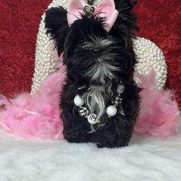 LaYlah - Black and gold female Yorkshire Terrier puppy in Prosper, Texas from DaintyDawlz