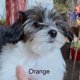 Orange - Parti male Yorkshire Terrier puppy in South Lake Tahoe, California from Sierra Nevada Yorkies